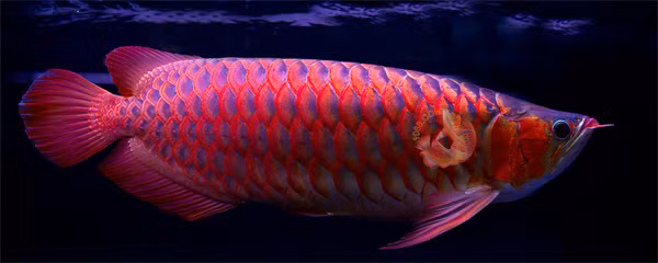 Cá rồng huyết long cũng nằm trong danh sách này, khi mà có con cá khủng được bán tới 50 triệu một con.