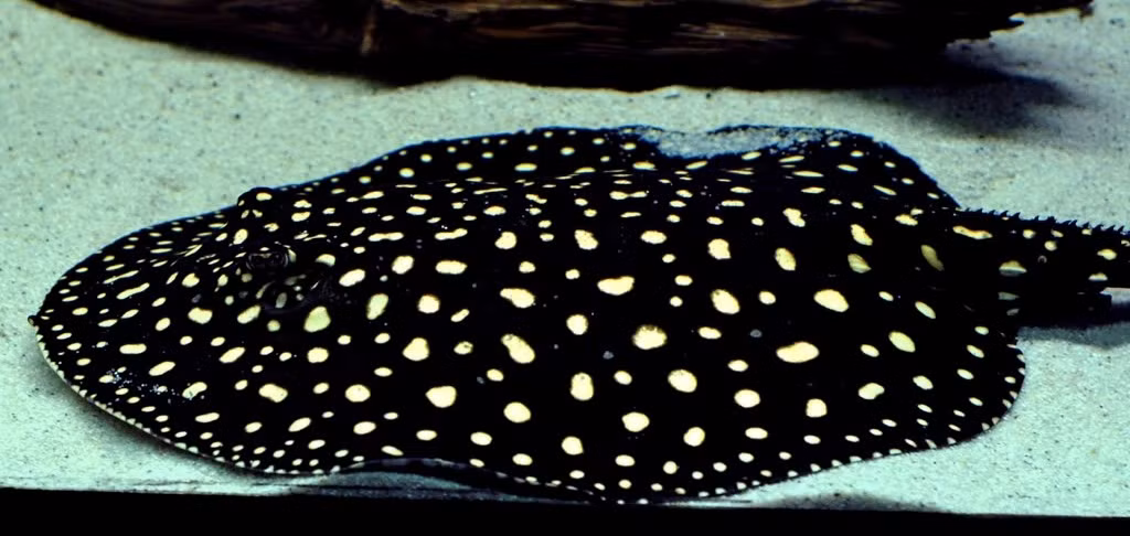 Không những vậy chúng còn có một dạng biến đổi gene ở phần đầu phía trước, khiến cho nó có hình chữ U thay vì hình tròn.