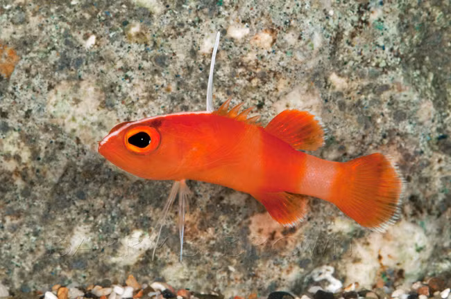 Cá Bladefin Basslet bé xíu với những chiếc vây giống như một chiếc sừng nhỏ trên lưng, khiến nó trở nên đặc biệt.