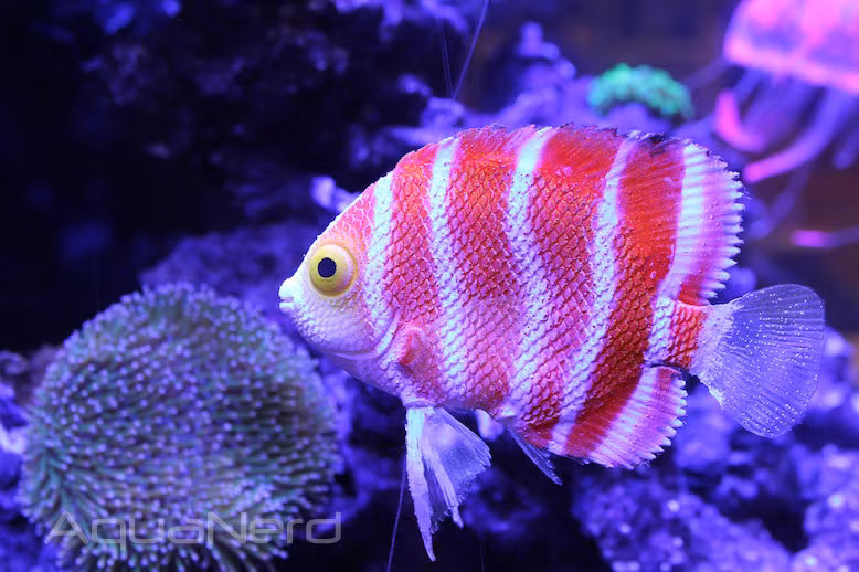 Cá thiên thần Peppermint sống ở độ sâu mà các thợ lặn bình thường không thể xuống được, mà cần có những thiết bị chuyên nghiệp.