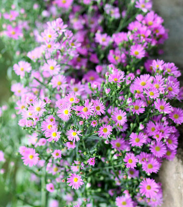 Bạn nên mua thạch thảo làm hoa tặng 20/10 ở những chợ hoa đầu mối hoặc tới trực tiếp vườn để cắt hoa sẽ rẻ hơn, hoa cũng đẹp hơn hẳn.