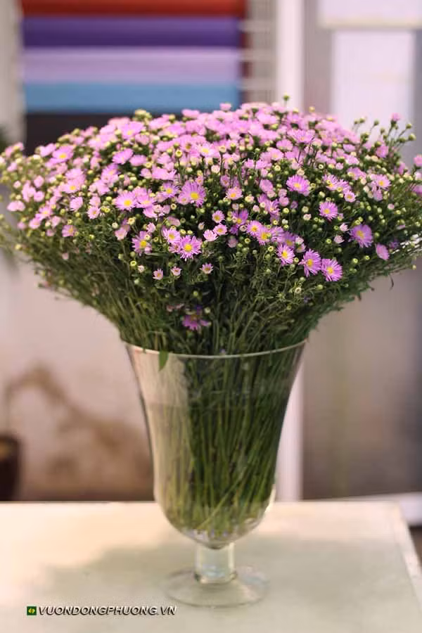 Loại hoa đầu tiên làm quà tặng 20/10 hoàn hảo chính là hoa thạch thảo.