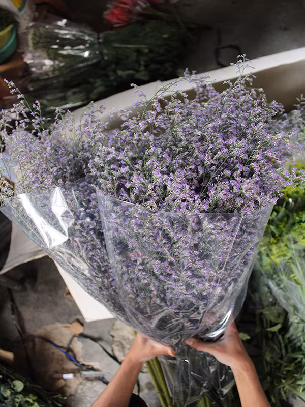  Chọn hoa ngày 20/10 cùng đừng bỏ qua loại hoa sao các màu.