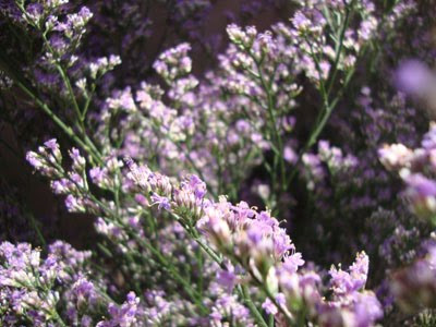 Hoa sao màu tím bó thành bó lớn nên là lựa chọn hàng đầu.