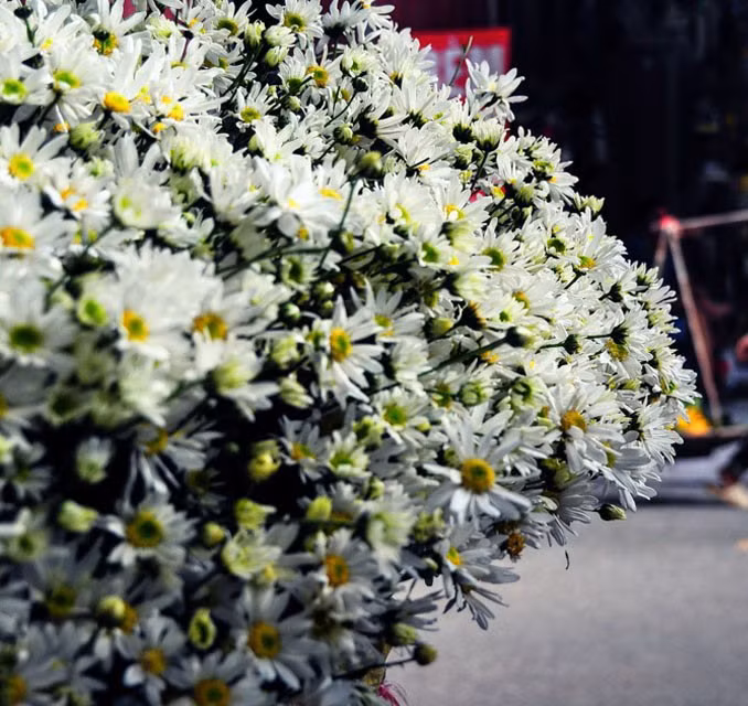 20/10 là thời điểm cúc họa mi bắt đầu vào mùa. Mọi cô nàng yêu mùa thu đều mê cúc họa mi nên đừng băn khoăn khi có ý định mua loại hoa này tặng bạn gái.