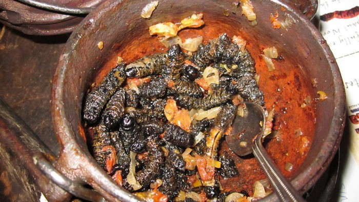 Tại châu Phi, món sâu Monape này thường chỉ được ăn trong dịp quan trọng như Giáng sinh. Ảnh: nguoiduatin.