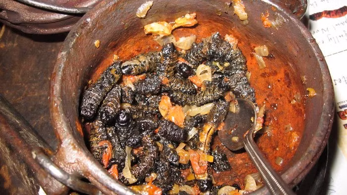 Tại châu Phi, món sâu Monape này thường chỉ được ăn trong dịp quan trọng như Giáng sinh. Ảnh: nguoiduatin.