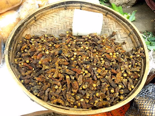 Ngoài ra, sâu Mopane vẫn có thể nấu theo nhiều cách khác nhau, ví dụ như trộn với nước sốt bơ cay hoặc sốt đậu phộng. Ảnh: zimbabwevoice.