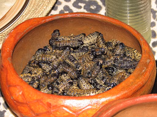 Sâu Mopane có vị giống như khoai tây chiên muối và rất giòn. Ảnh: googleusercontent.