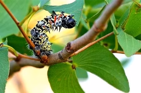 Mặc dù có vẻ ngoài kinh dị, gớm ghiếc nhưng món sâu Mopane thực sự có giá trị dinh dưỡng cao. Ảnh: baoventd.