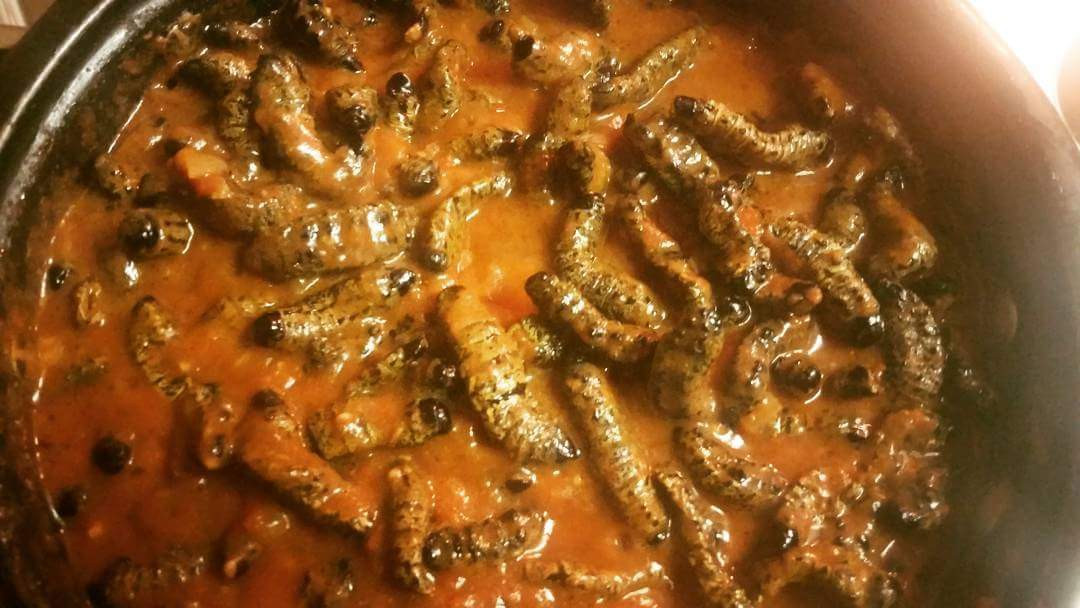 Thậm chí, những con sâu Mopane có thể được ăn sống và tươi ngay khi vừa lấy từ trên cây xuống. Ảnh: twimg.