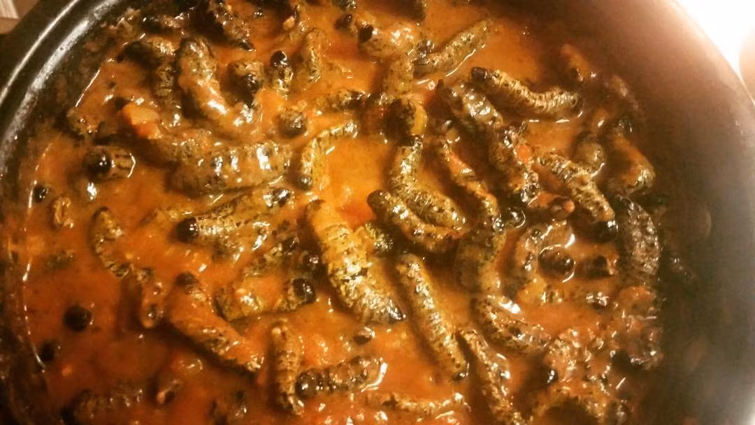 Thậm chí, những con sâu Mopane có thể được ăn sống và tươi ngay khi vừa lấy từ trên cây xuống. Ảnh: twimg.