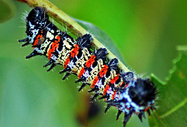 Được biết, sâu bướm Monape là một nguồn cung cấp đáng kể các chất kali, natri, canxi, phốt pho, magie, kẽm, mangan, đồng. Ảnh: timeoutvietnam.