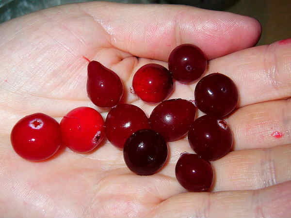  Nước ép nam việt quất: Đây là một trong những loại nước ép tốt nhất giúp chữa đau họng khi mới chớm bị. Bạn chỉ cần nhấp 2 hoặc 3 ngụm nước ép nam việt quất để cải thiện tình trạng viêm họng.