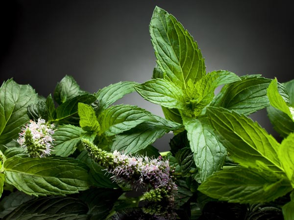 Các nghiên cứu cho thấy bạn có thể uống 2-3 tách trà bạc hà mỗi ngày để có kết quả tốt nhất.