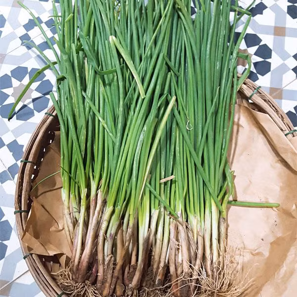 Trong hành lá có chứa pectin có thể làm giảm tỷ lệ mắc ung thư đại tràng và chứa quercitin có thể ngăn chặn sự phát triển của tế bào ung thư trong ruột kết. Ảnh: acfarmvn.