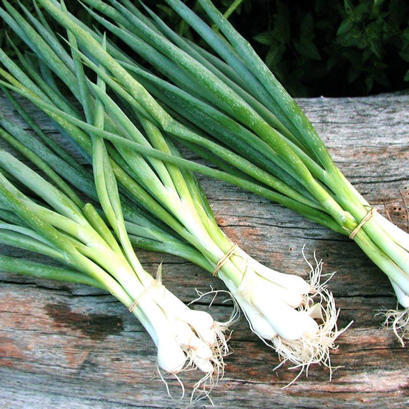 Hành lá có khả năng ngăn chặn enzyme gây viêm trong cơ thể, đặc biệt là viêm khớp và bệnh gout. Ảnh: benhvienhungvuong.