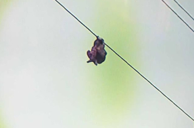 Kinh hoàng cảnh bé gái treo trên dây điện cao 15m bởi lý do không ngờ - Hình 2 Kinh hoang canh be gai treo tren day dien cao 15m boi ly do khong ngo-Hinh-2