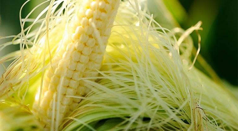 Không chỉ có tác dụng lợi tiểu, râu ngô còn giúp cầm máu trong trường hợp sỏi gây trầy xước niêm mạc tiết niệu, giảm các triệu chứng đau rát khi đi tiểu. Ảnh: thuocdantoc.