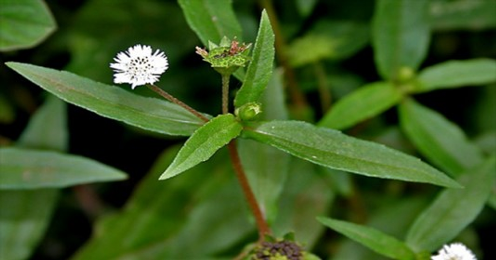 Cỏ nhọ nồi không chỉ giúp hạ sốt mà còn có công dụng đánh tan sỏi thận Ảnh: onecmscdn.