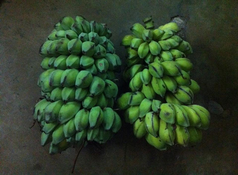 Bạn chỉ cần 1 muỗng cà phê bột quả chuối hột, chia làm 2 – 3 lần uống, dùng liên tục trong 10 – 20 ngày sẽ thấy hiệu quả. Ảnh: khoahocphattrien.