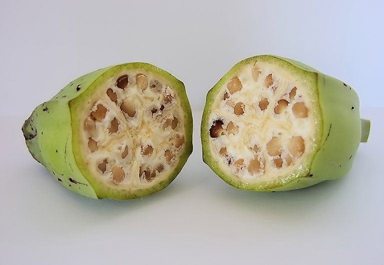 Nếu không có dứa, bạn có thể sử dụng quả chuối hột để làm tan sỏi thận. Ảnh: thuocdantoc.