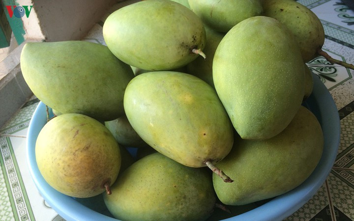 Đặc biệt, nếu bạn đang bị táo bón hoặc khi đang đói, hay đang có các bệnh nhiệt, sốt thì không nên ăn xoài xanh vì bản chất xoài là loại trái cây có tính nóng. Ảnh: vov.