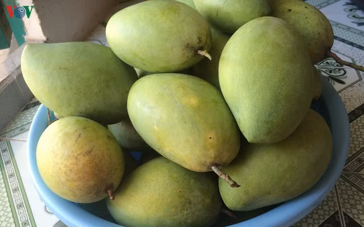 Đặc biệt, nếu bạn đang bị táo bón hoặc khi đang đói, hay đang có các bệnh nhiệt, sốt thì không nên ăn xoài xanh vì bản chất xoài là loại trái cây có tính nóng. Ảnh: vov.