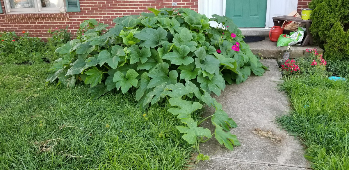 Rau bí chứa nhiều chất xơ có thể hòa tan, giúp giảm hấp thu cholesterol và axit mật từ ruột non, qua đó làm giảm cholesterol trong máu. Ảnh: redd.