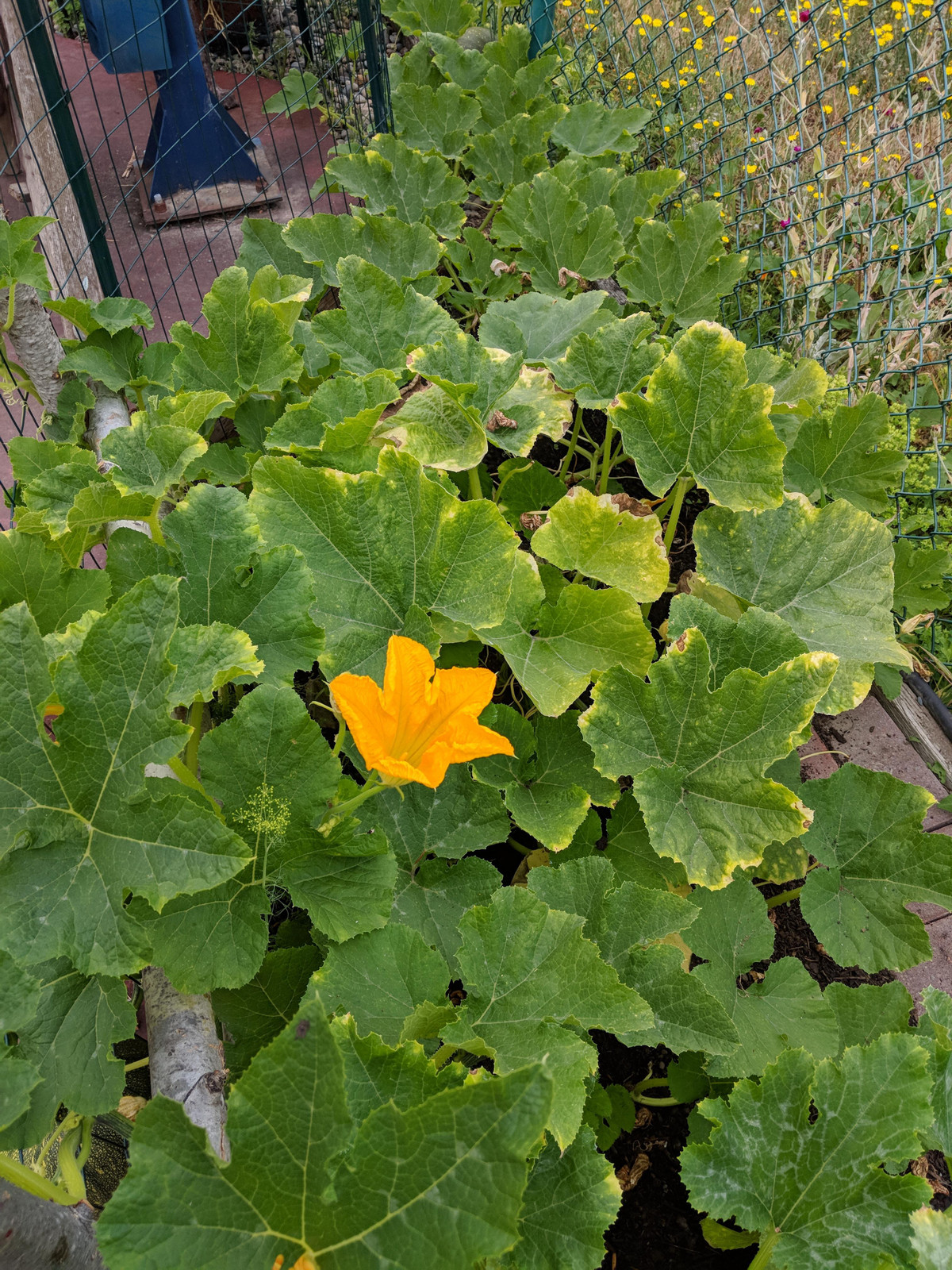 Bên cạnh đó, sử dụng rau bí còn có tác dụng cải thiện khả năng sinh sản. Ảnh: redd.