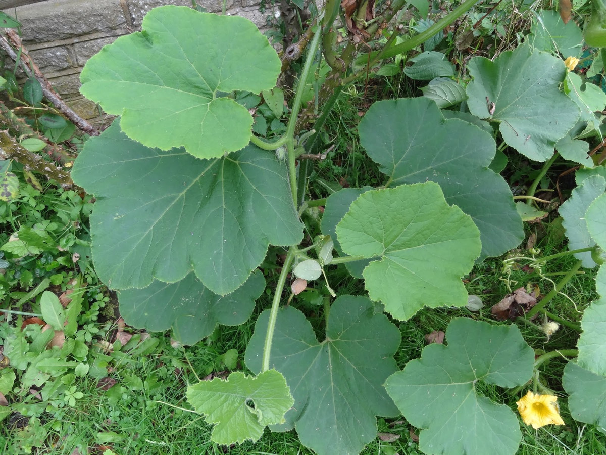 Đặc biệt, ăn rau bí còn giúp tăng cường sức khỏe tim. Ảnh: blogspot.