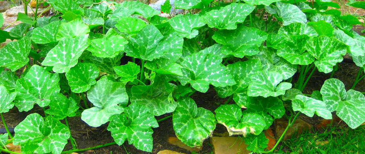 Điều này có liên quan đến sự hiện diện của ethyl acetate và polysaccharide trong loại rau này, vốn có đặc tính chống tiểu đường. Ảnh: wordpress.