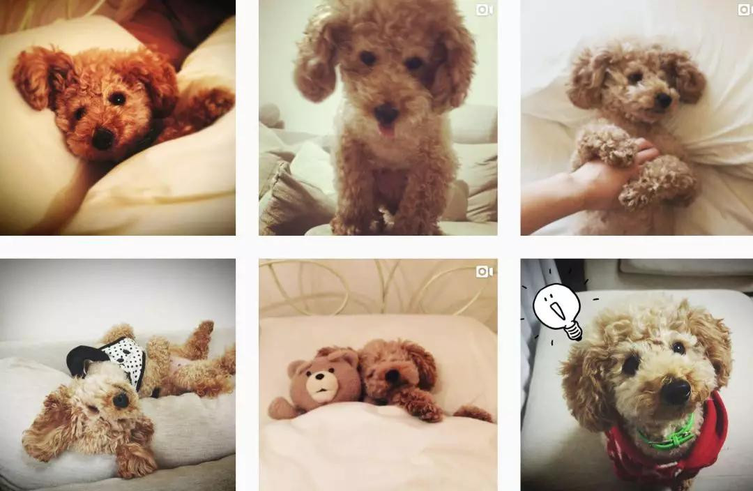 Nhiều gia đình yêu thích việc nuôi thú cưng để chúng cùng lớn lên với con mình. Bà mẹ Nhật Bản Mie cũng vậy. Trước khi có em bé, Mie đã nuôi một chú chó Teddy đáng yêu.