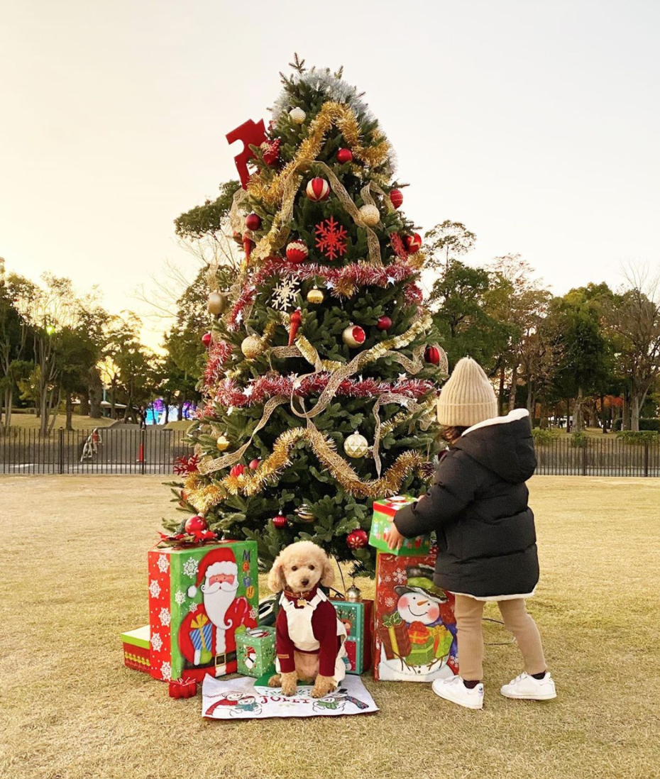 Chú chó Teddy thực sự là người con thứ ba, tham gia vào mọi hoạt động của gia đình.