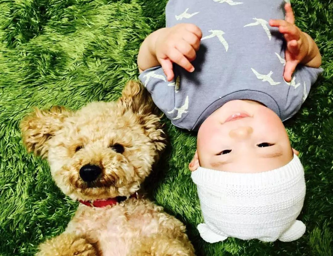 Chú chó Teddy ngoan ngoãn bên cạnh em bé đã tạo nên những bức ảnh vô cùng đáng yêu.