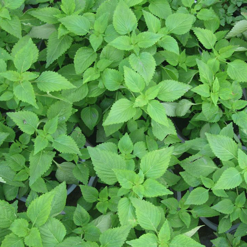 Rau kinh giới là nguồn tuyệt vời của chất chống oxy hóa tăng cường miễn dịch. Ảnh: hatgiongphuongnam.