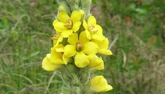 Cây thảo bản hoa vàng Mullein cũng chứa chất chống oxy hóa có tác dụng trị viêm phế quản, hen suyễn và các bệnh đường hô hấp. Ảnh: hellobacsi.