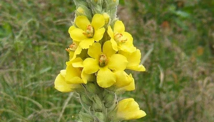 Cây thảo bản hoa vàng Mullein cũng chứa chất chống oxy hóa có tác dụng trị viêm phế quản, hen suyễn và các bệnh đường hô hấp. Ảnh: hellobacsi.