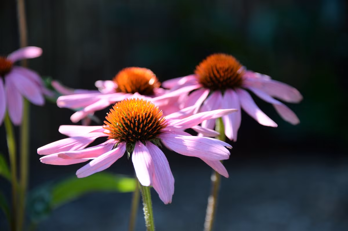 Hoa cúc tím (Echinacea) có tác dụng chống oxy hóa mạnh mẽ chống lại nhiễm trùng do virus và vi khuẩn, bao gồm cảm lạnh và cúm thông thường. Ảnh: tepbac.