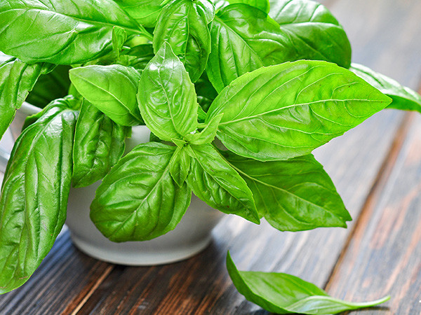 Húng tây cũng thường được sử dụng để pha trà thảo dược có thể làm giảm triệu chứng viêm phổi. Ảnh: nongsandungha.