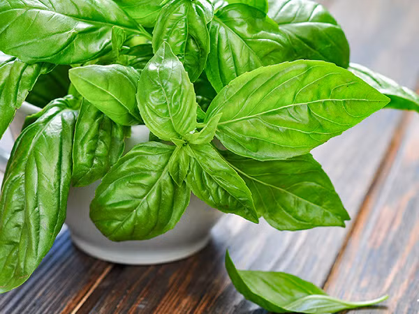 Húng tây cũng thường được sử dụng để pha trà thảo dược có thể làm giảm triệu chứng viêm phổi. Ảnh: nongsandungha.