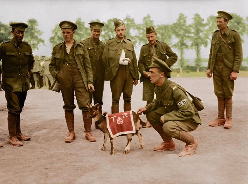 Lính bộ binh Canada chụp ảnh cùng với một động vật tại đơn vị. Trong Chiến tranh thế giới 1, một số động vật như chó, gấu... cũng được đưa ra chiến trường và được coi là một phần của quân đội.