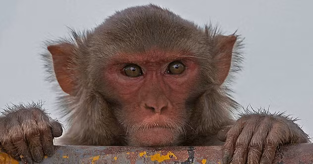 Năm 2007, Thị trưởng thành phố Delhi ở Ấn Độ Surinder Singh Bajwa đã rơi xuống từ một ban công và tử vong. Vụ việc xảy ra sau khi ông cố gắng chống lại những con khỉ tấn công vị thị trưởng này.