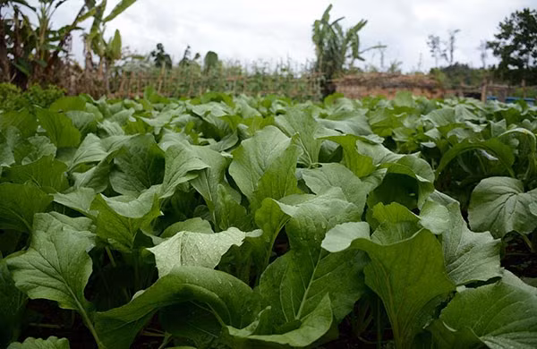 ... với nhiều loại rau xanh tươi tốt.