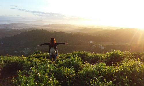 Từ đồi chè dẫn lên đồi, bạn sẽ có những phút chìm vào khung cảnh thanh tịnh, bình yên ngắm cả thành phố chuyển từ sắc xám lạnh lẽo, u buồn sang sắc vàng rực rỡ dưới ánh bình minh.