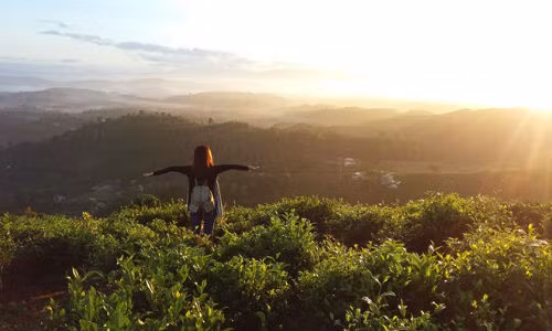 Từ đồi chè dẫn lên đồi, bạn sẽ có những phút chìm vào khung cảnh thanh tịnh, bình yên ngắm cả thành phố chuyển từ sắc xám lạnh lẽo, u buồn sang sắc vàng rực rỡ dưới ánh bình minh.