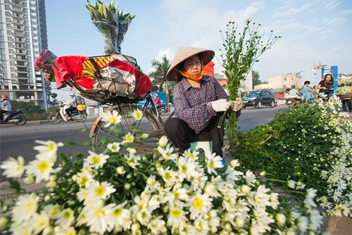 Cúc họa mi đang vào mùa "nở rộ".