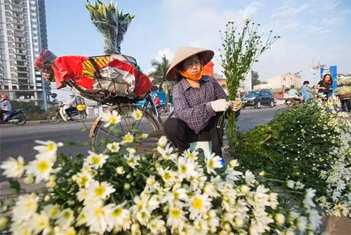 Cúc họa mi đang vào mùa "nở rộ".