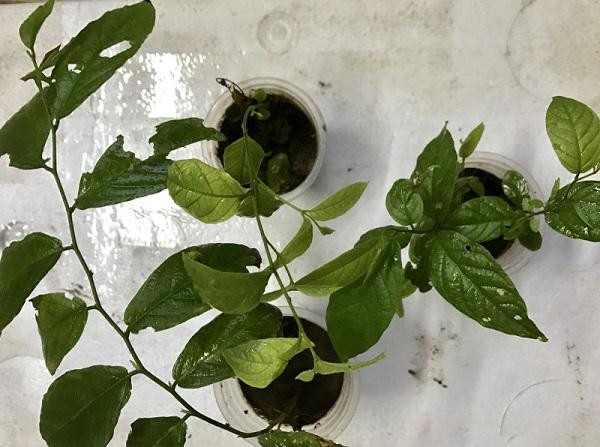 Trồng hoa sử quân tử bằng phương pháp giâm cành sẽ cho hoa nhanh hơn.