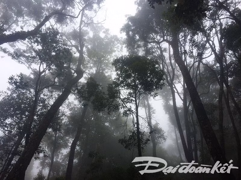 Khám phá cây pơ mu “khủng” gần 1000 năm tuổi - Hình 2 Kham pha cay po mu “khung” gan 1000 nam tuoi-Hinh-2